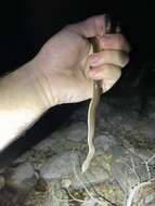 Image of Tonkin Mountain Keelback