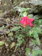 Image of Poeppig's rosemallow