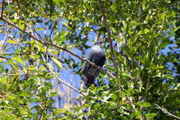 Image of blue pigeon