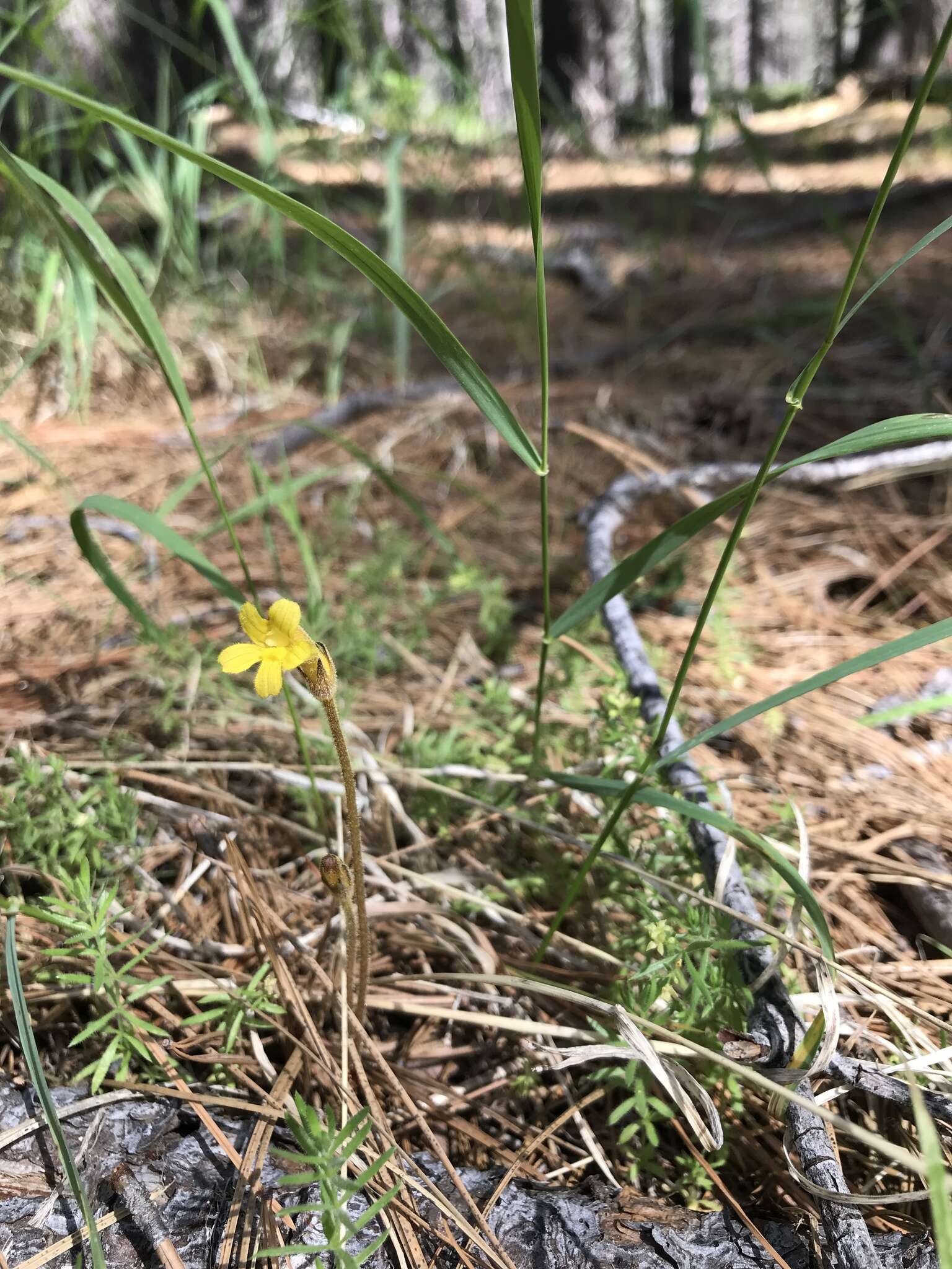 Image of Aphyllon epigalium subsp. epigalium