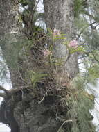 Image of Vanda tricolor var. suavis (Lindl.) Rchb. fil.