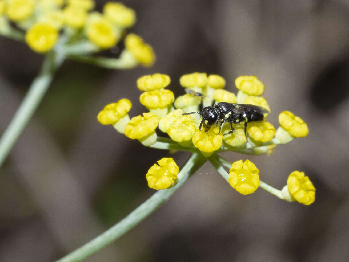 Image de Hylaeus pictipes Nylander 1852