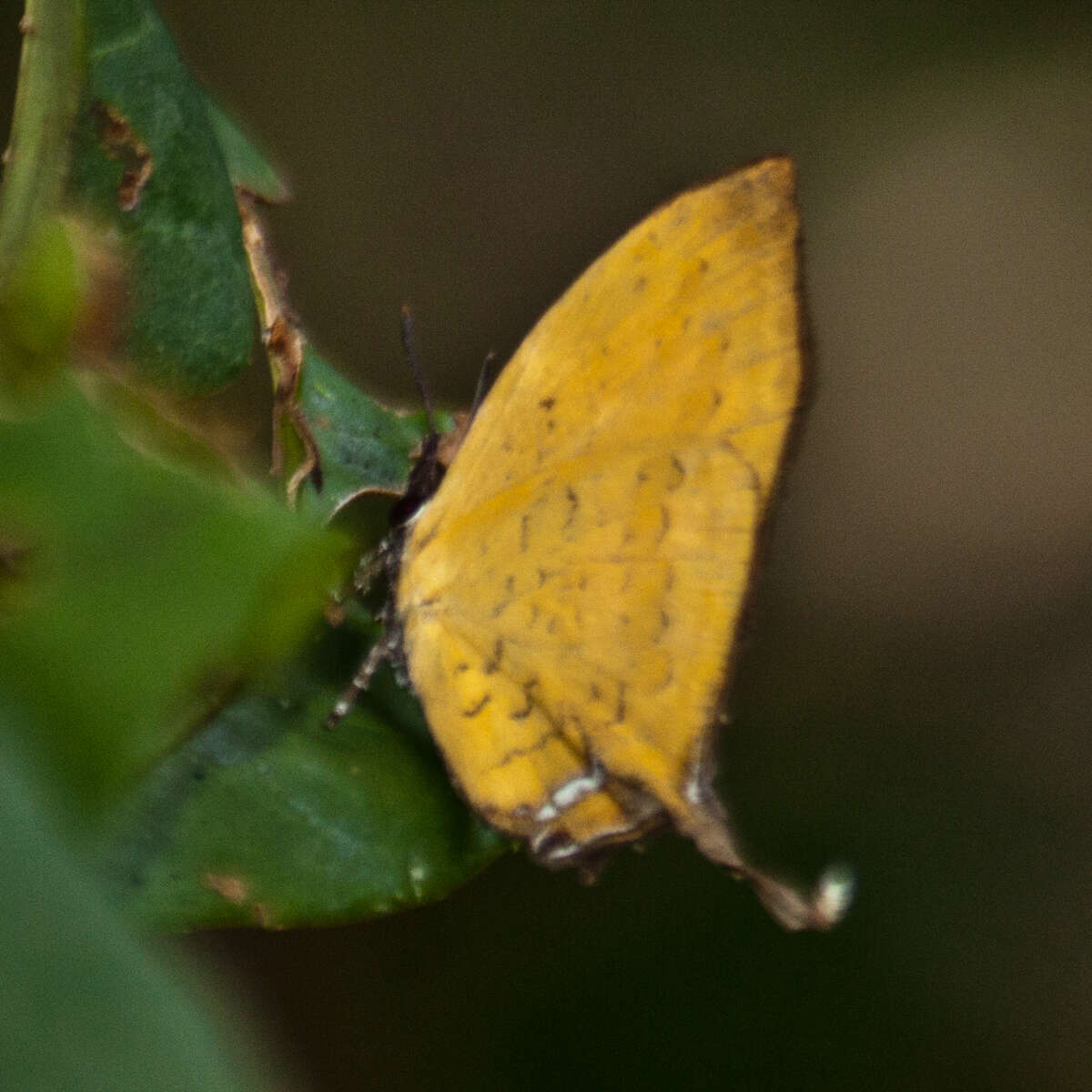 Image de Yasoda tripunctata atrinotata Fruhstorfer 1912