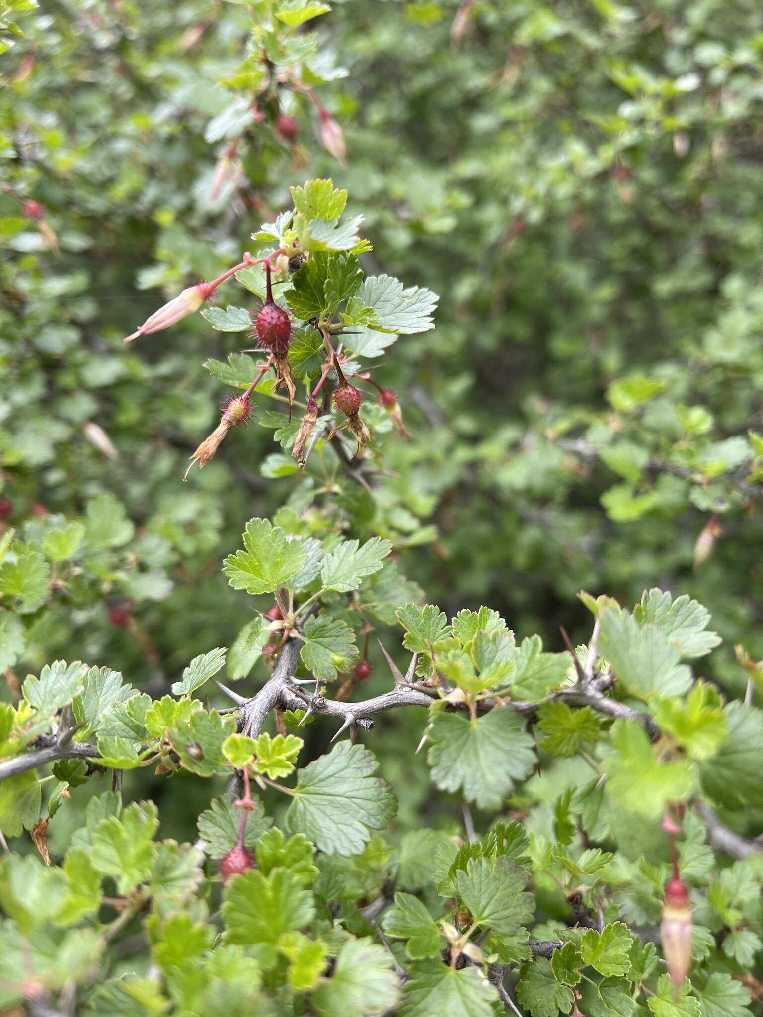 Image of hillside gooseberry