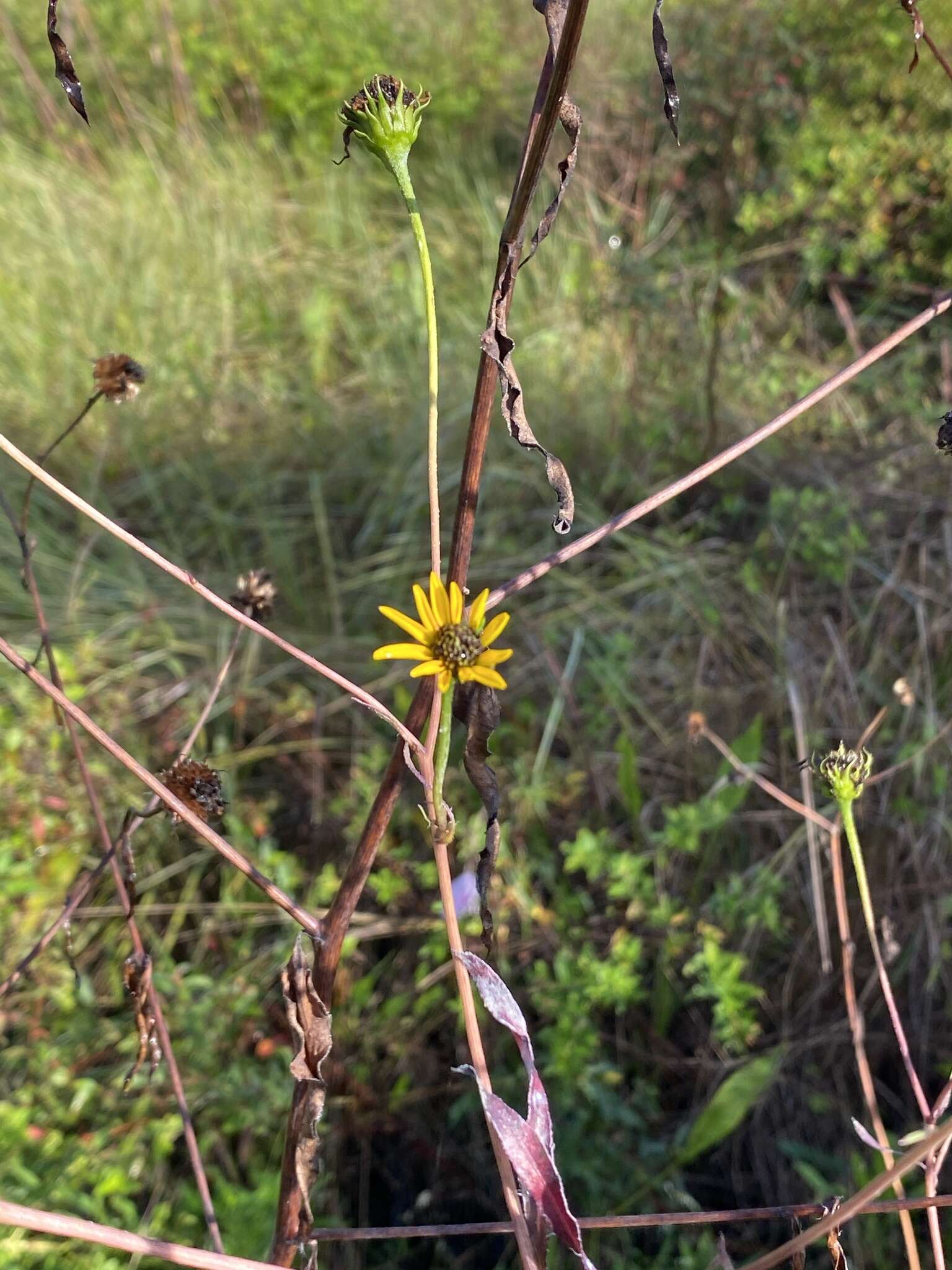 Image of prairie sunflower