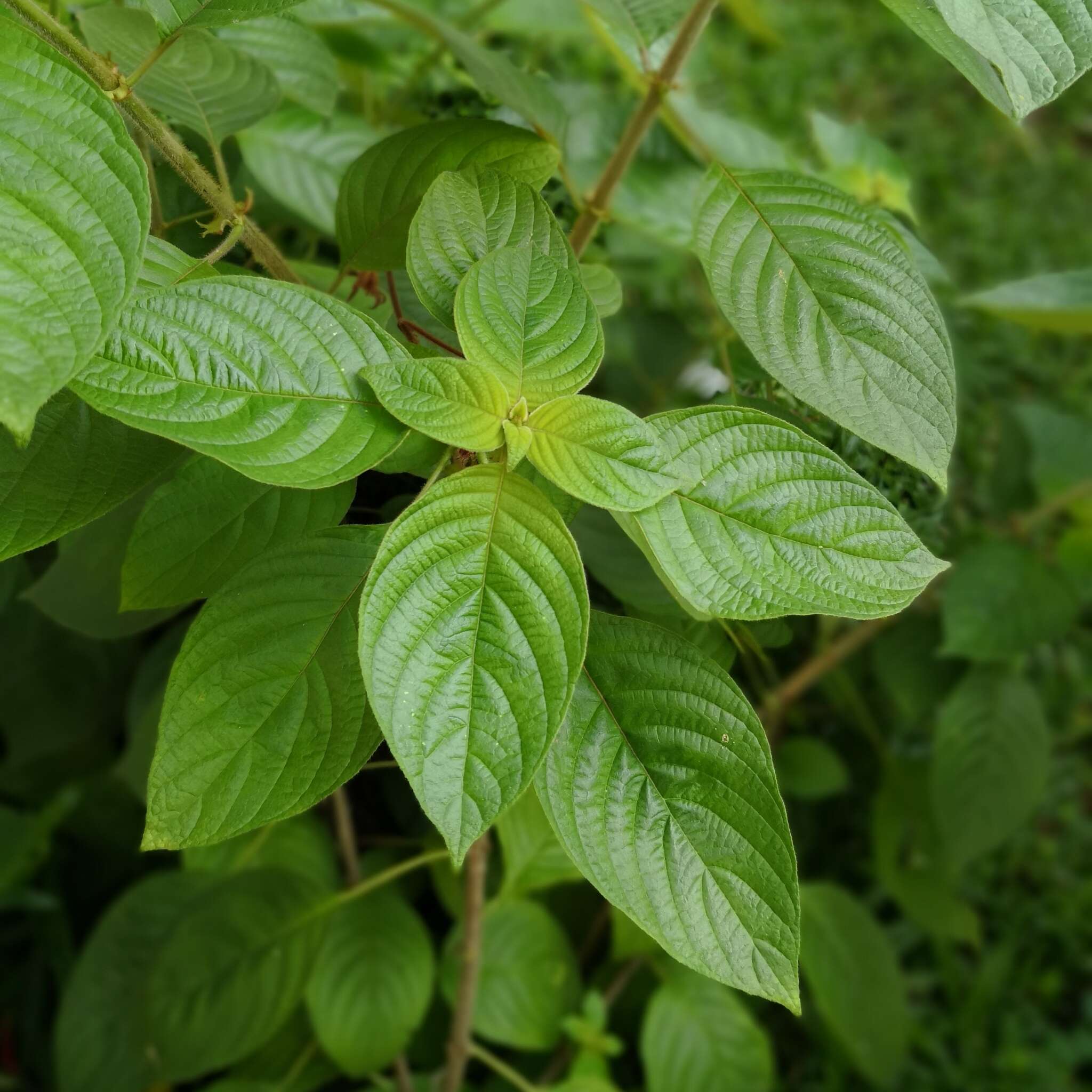 Image of red mussaenda