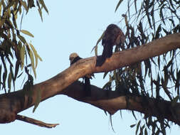 Imagem de Struthidea cinerea cinerea Gould 1837