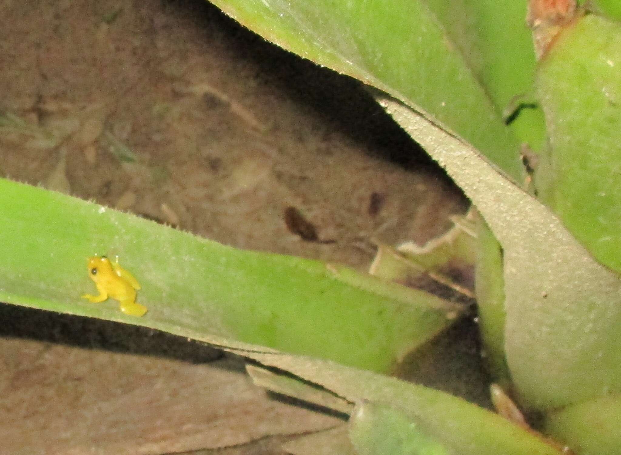 Image de Phyllodytes edelmoi Peixoto, Caramaschi & Freire 2003