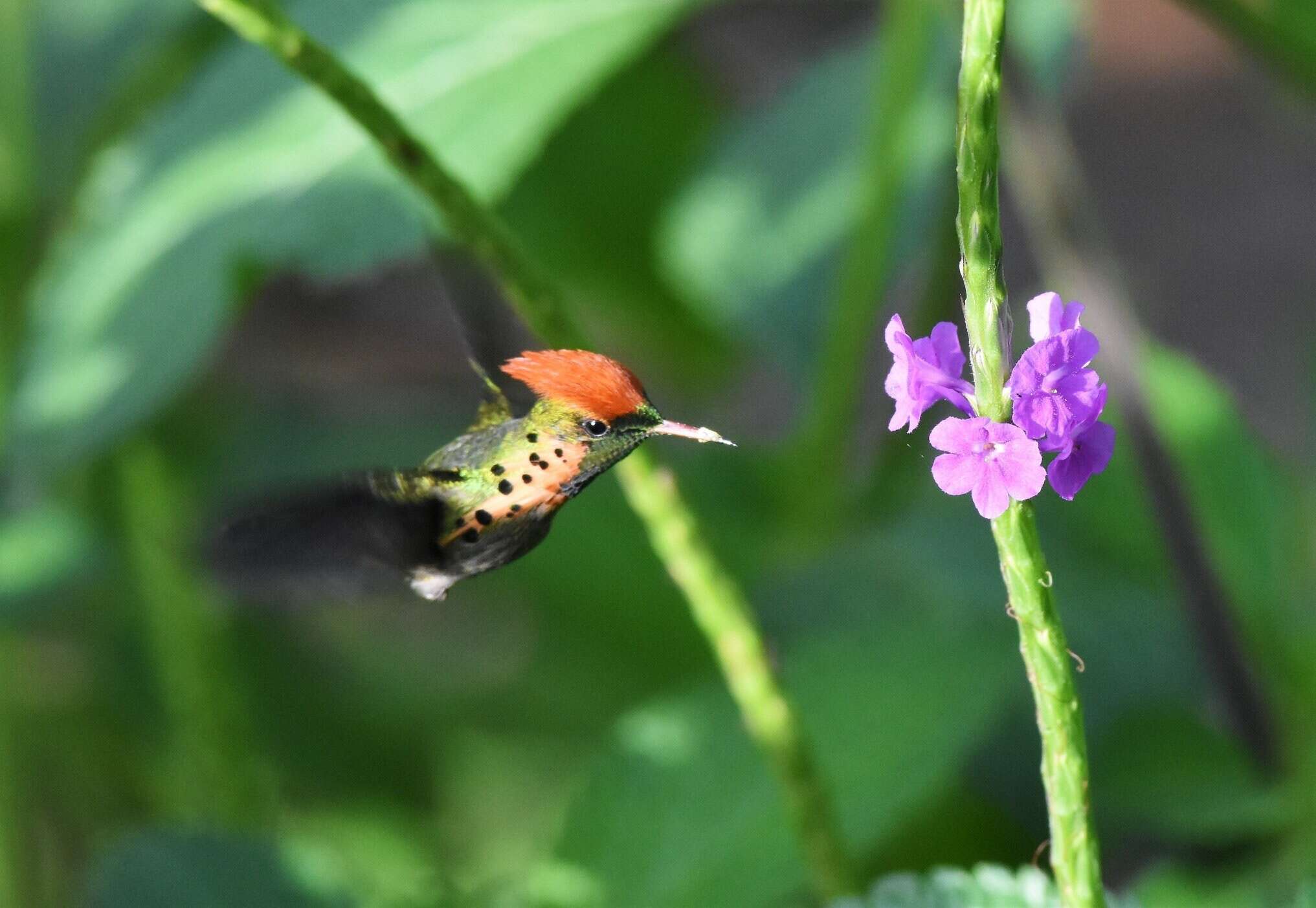 Image of Tufted Coquette