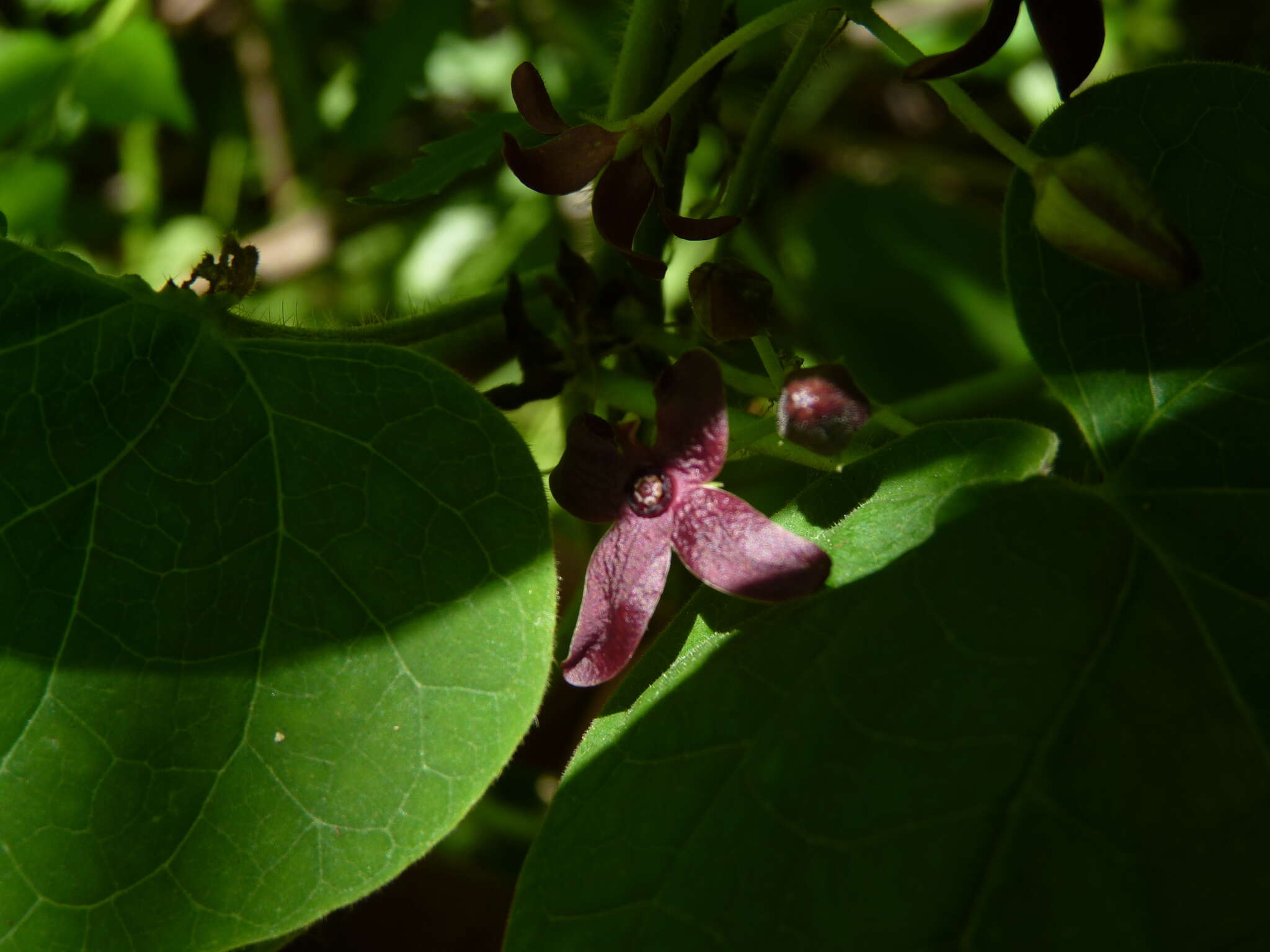 صورة Matelea carolinensis (Jacq.) R. E. Woodson