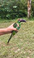 Image of Crimson-rumped Toucanet