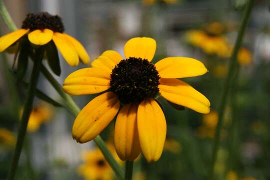 Image of orange coneflower