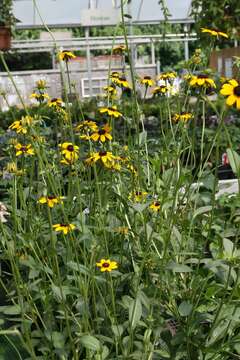 Image de Rudbeckia fulgida Ait.