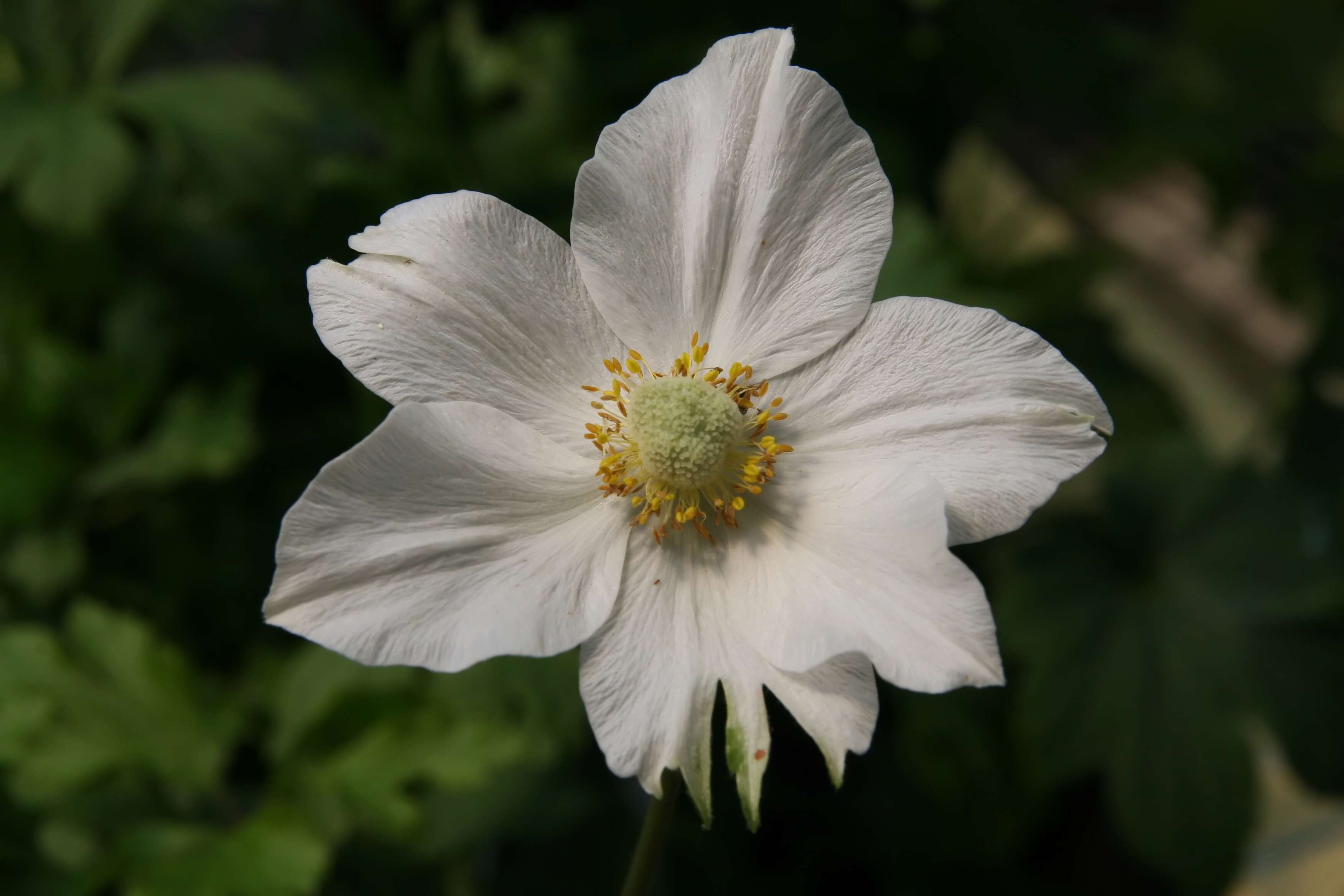 Image of Snowdrop Anemone