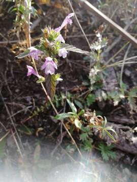 Image of Red hemp nettle