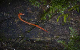 Image of Arthurdendyus testaceus (Hutton 1880)