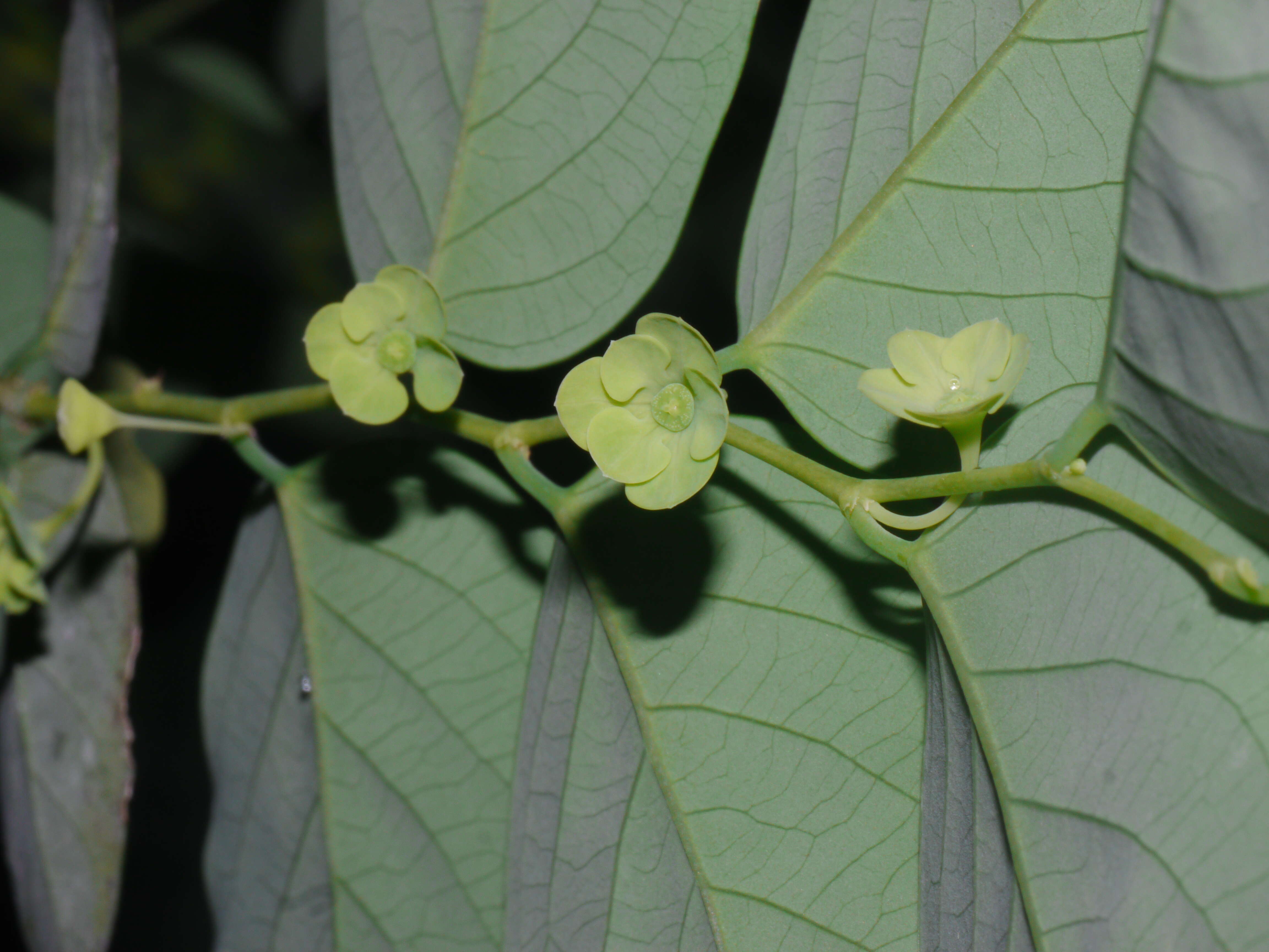 Image of snowbush