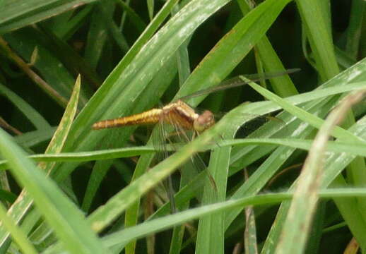 Image de Sympetrum gilvum (Selys 1884)