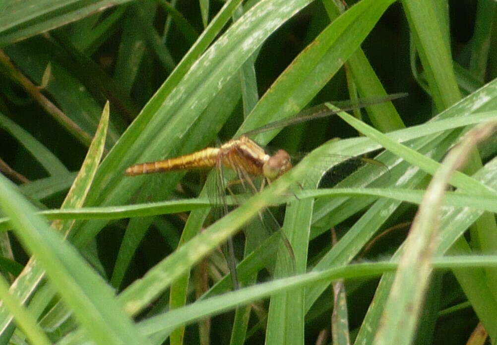 Image de Sympetrum gilvum (Selys 1884)