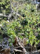 Imagem de Ilex bioritsensis Hayata