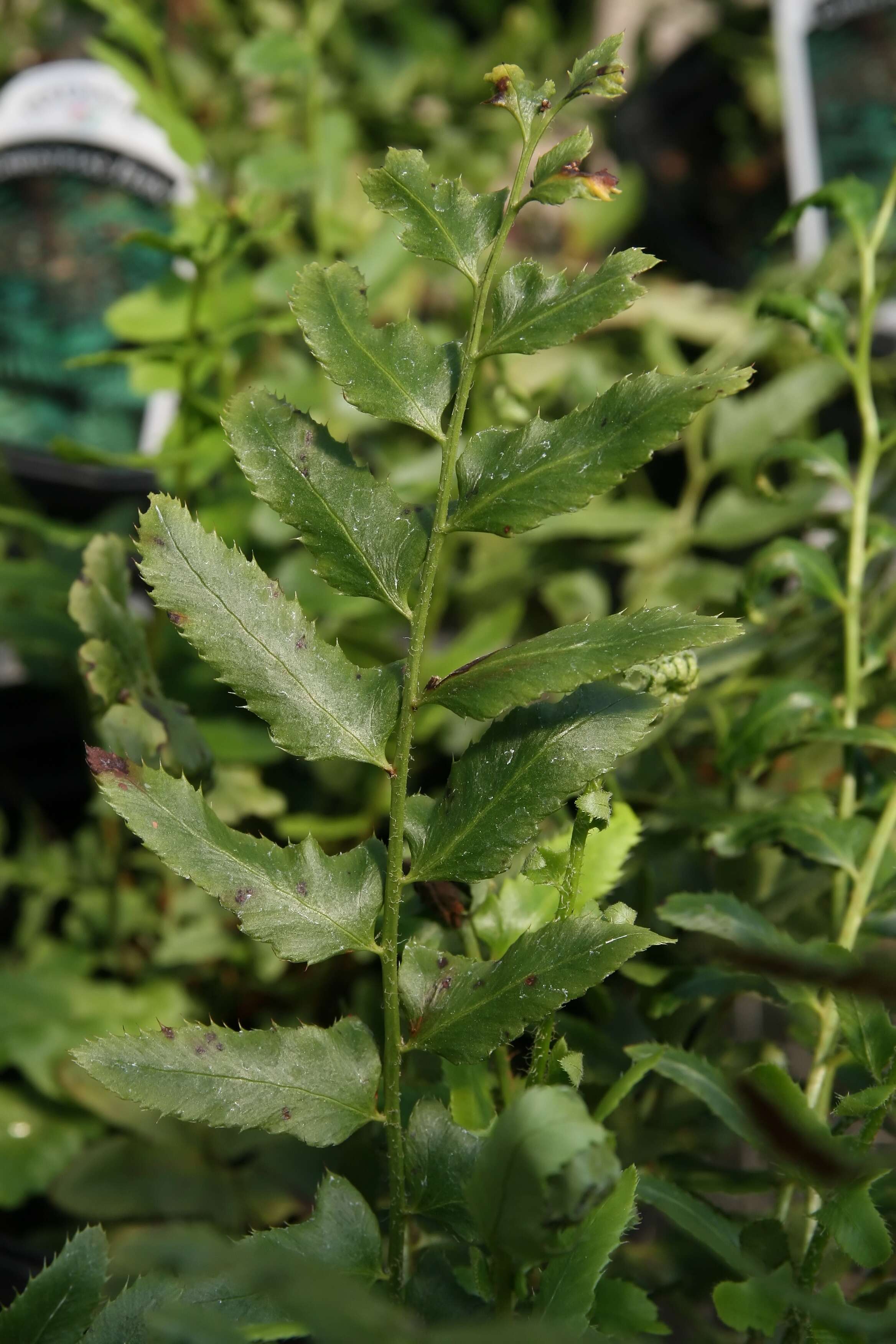 Image of Christmas fern