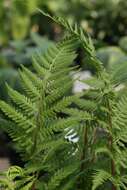 Athyrium asplenioides var. angustum (Willd.) T. Moore resmi