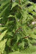 Athyrium asplenioides var. angustum (Willd.) T. Moore resmi