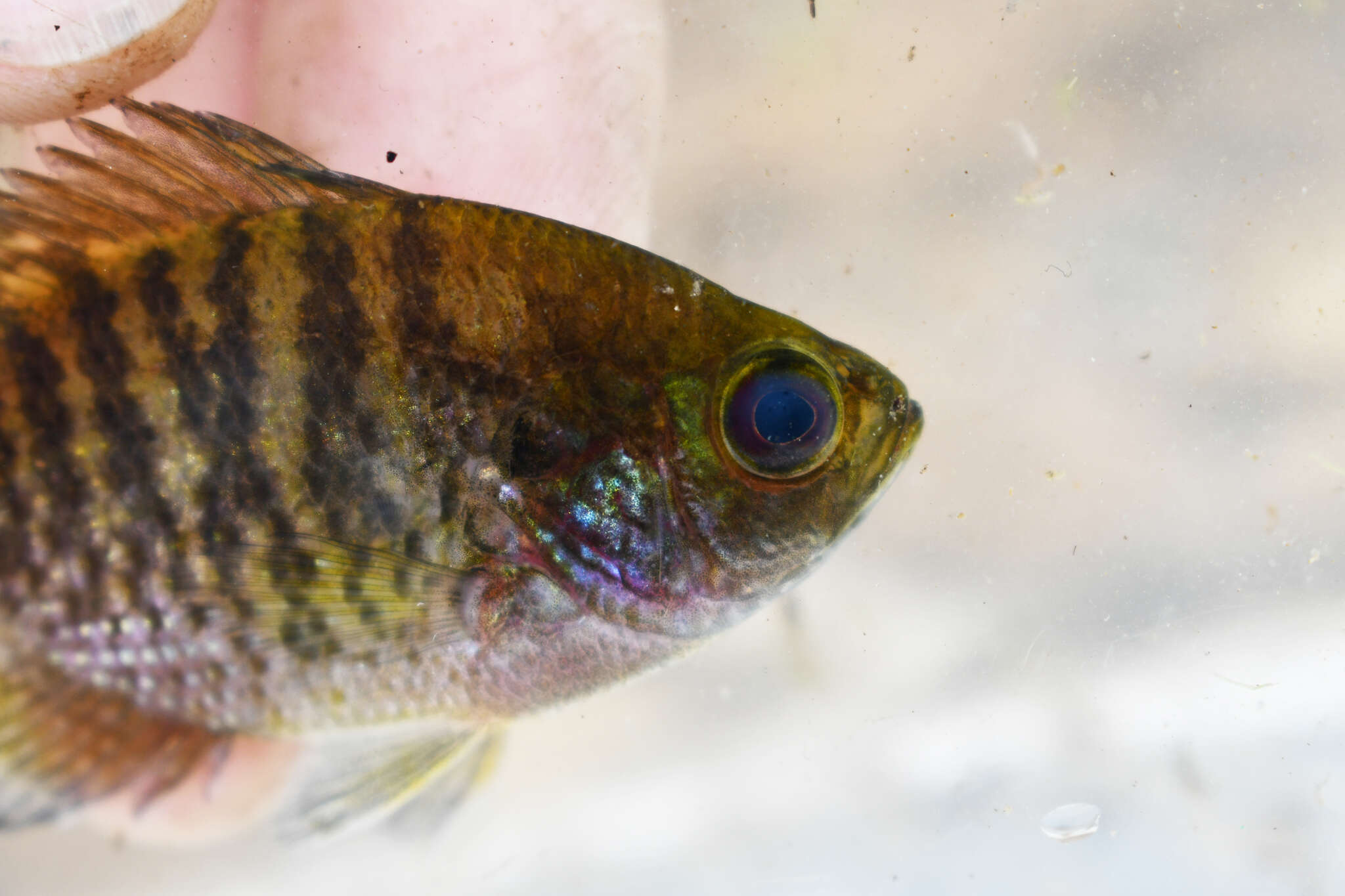 Image of Bantam Sunfish