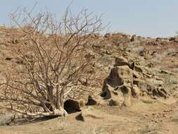 Plancia ëd Commiphora saxicola Engl.