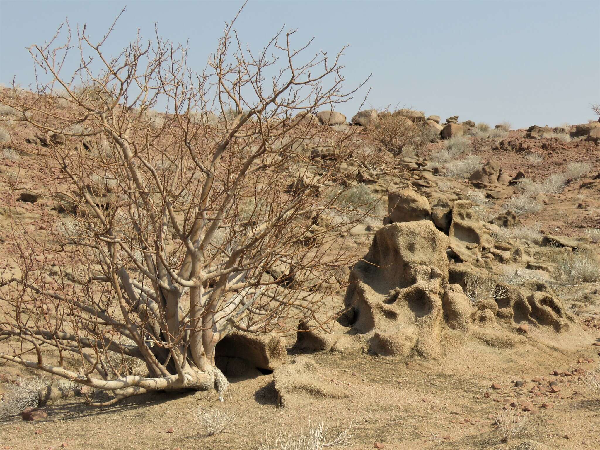 Plancia ëd Commiphora saxicola Engl.