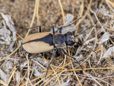 Image of Cicindela (Cicindela) formosa gibsoni Brown 1940