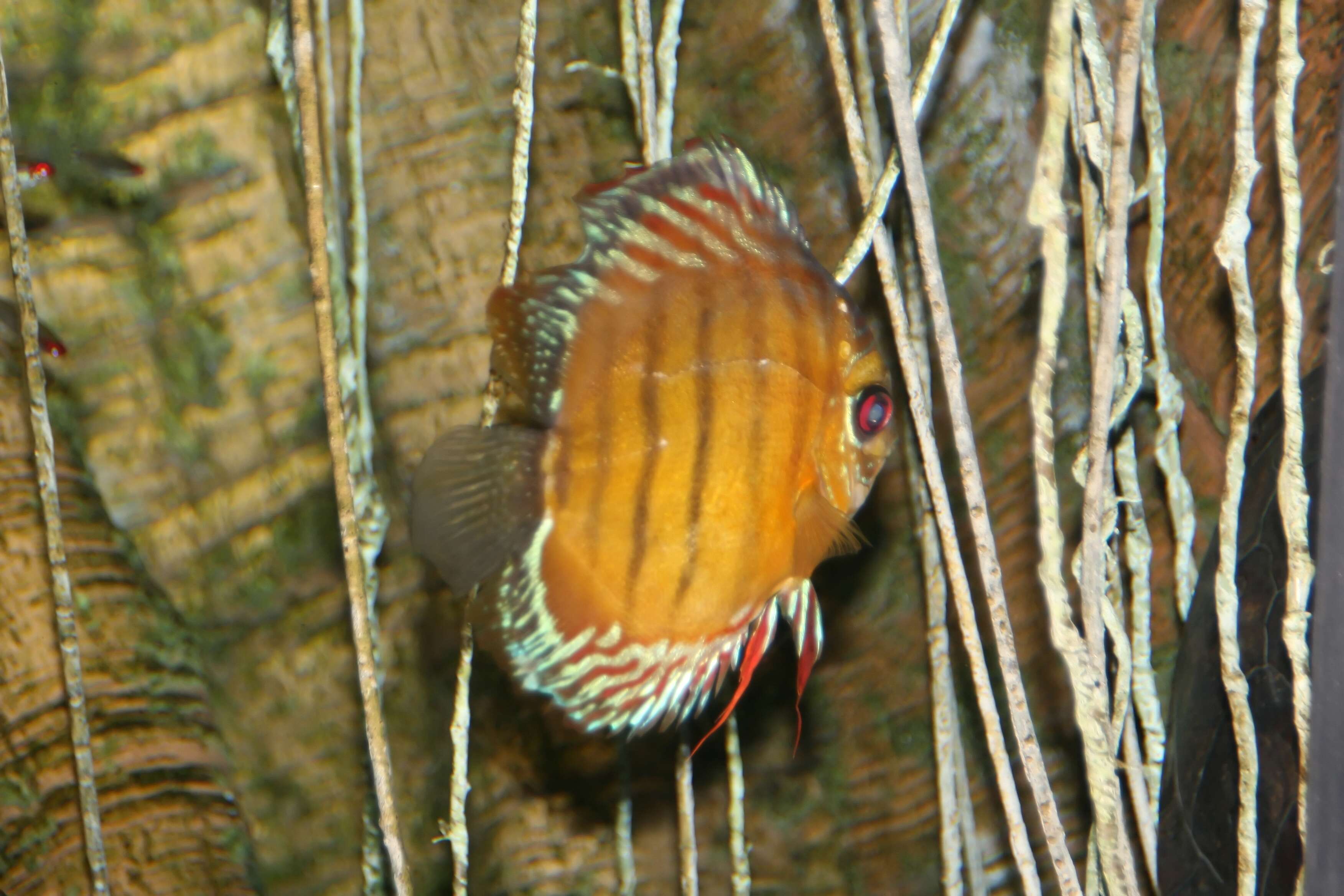 Image of Blue discus