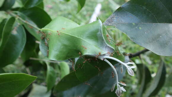 Dendrophthoe curvata (Bl.) Bl.的圖片