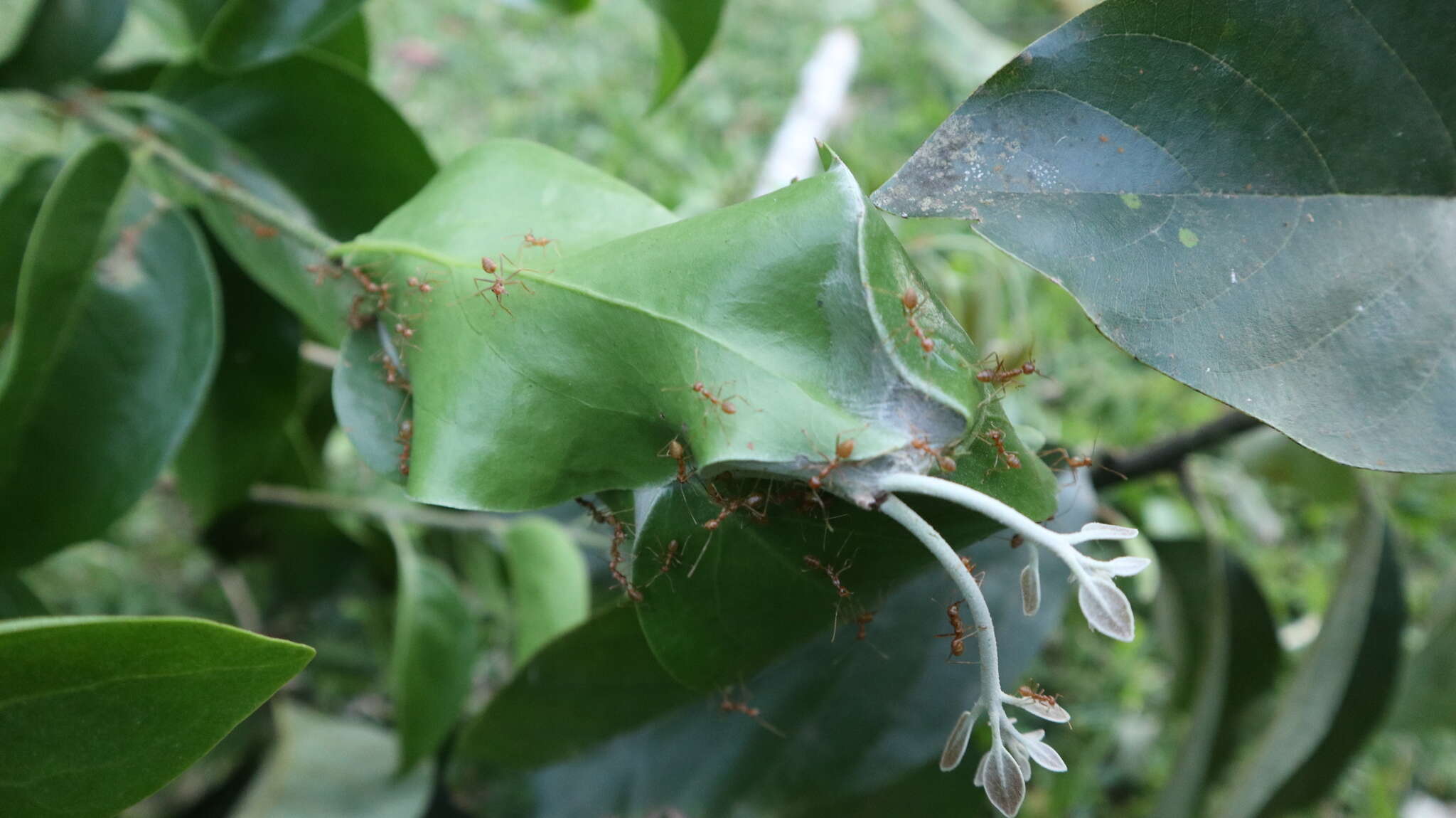 Imagem de Dendrophthoe curvata (Bl.) Bl.