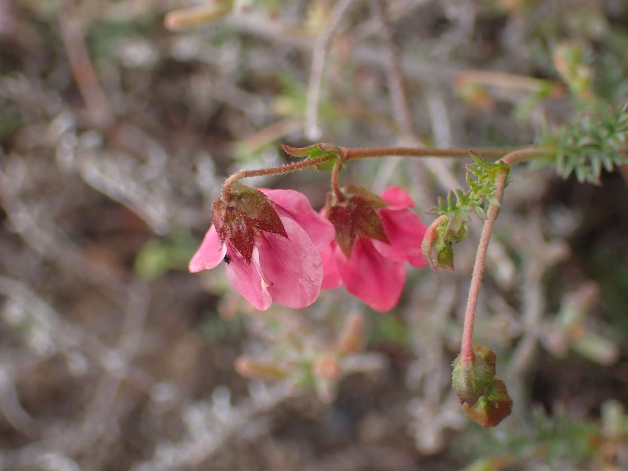 Image of Hermannia bicolor Dinter & Engl.