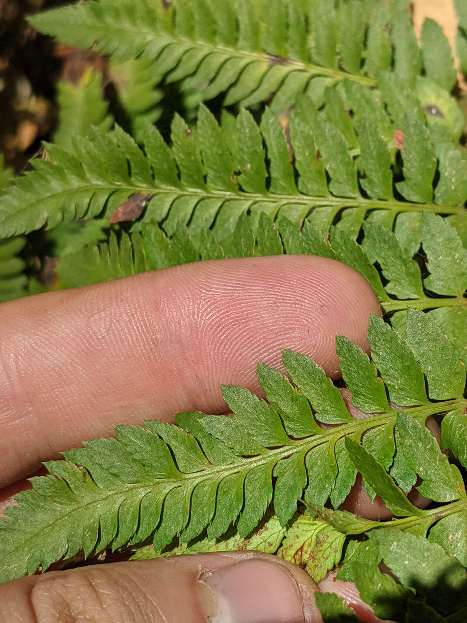 Plancia ëd Polystichum californicum (D. C. Eat.) Diels