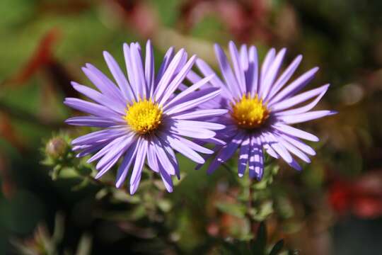 Image of aromatic aster