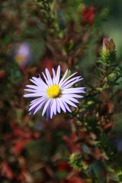 Image of aromatic aster