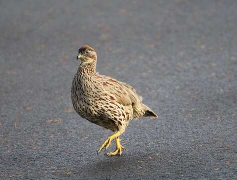 Image of Erckel's Francolin