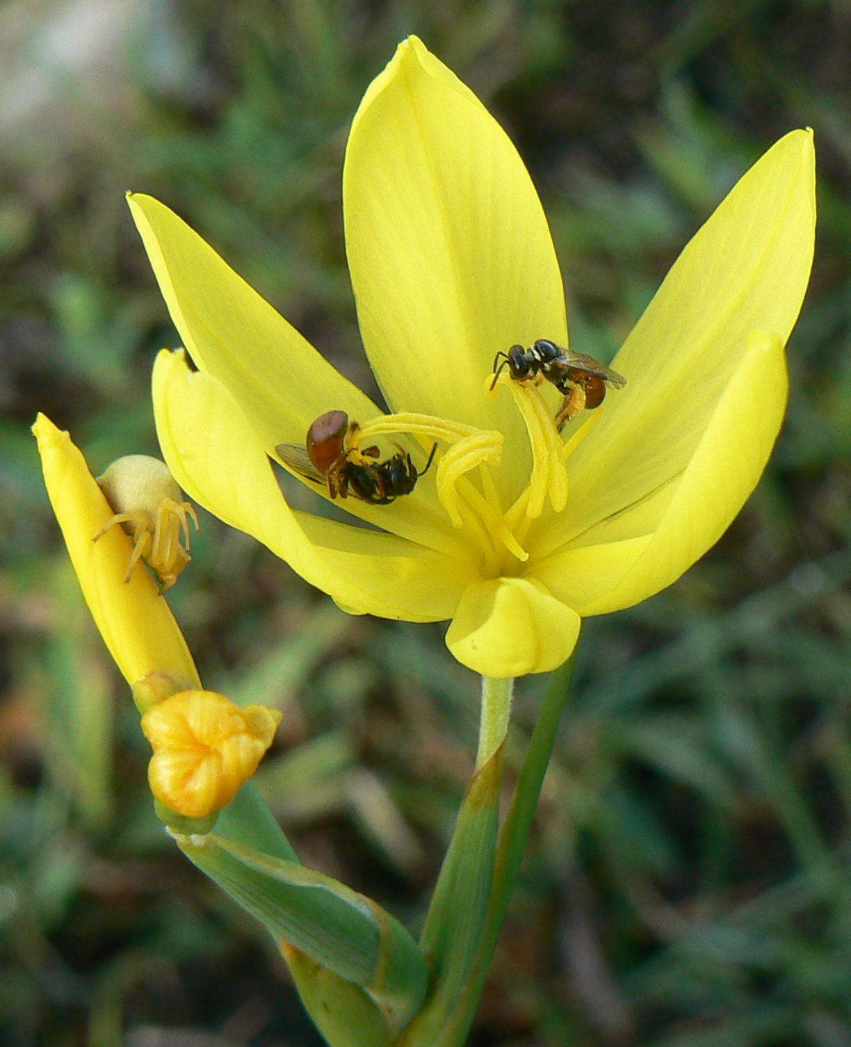 Image of Bobartia gracilis Baker