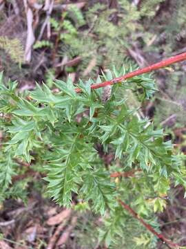 Image of Grevillea acanthifolia A. Cunn.