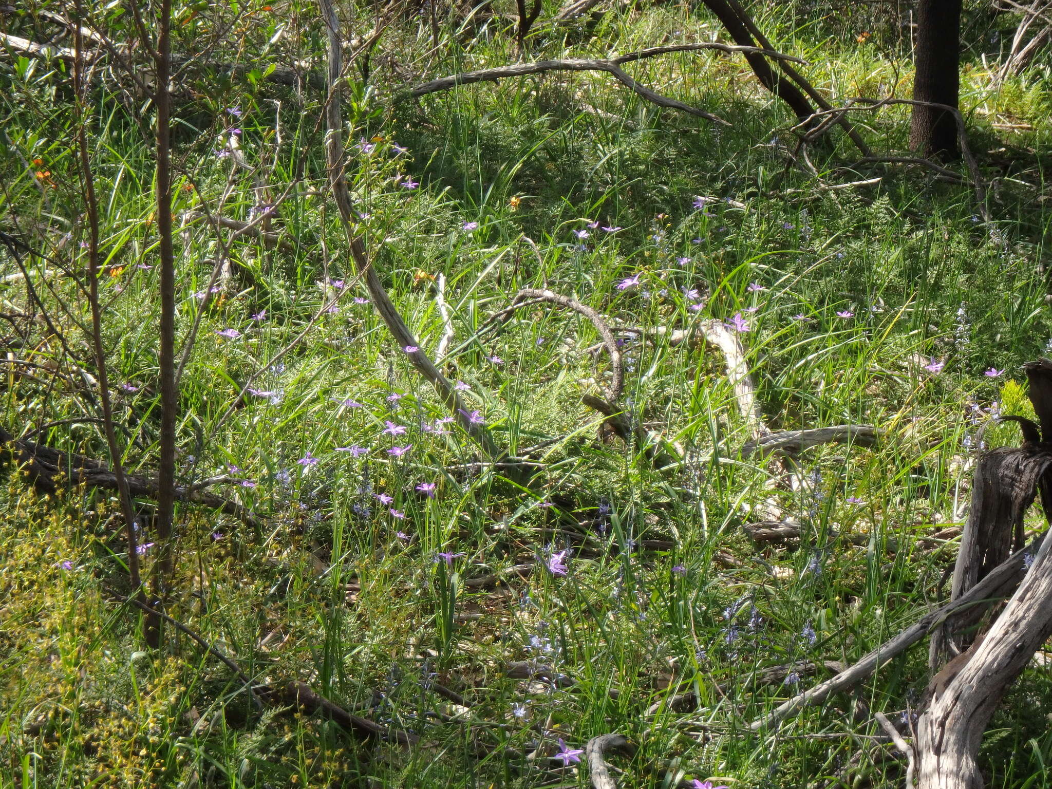 Imagem de Caladenia major (R. Br.) Rchb. fil.