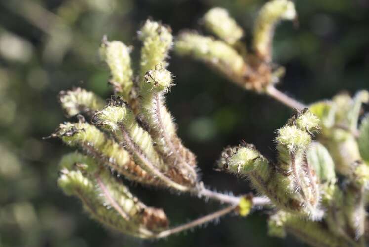 Image of shade phacelia