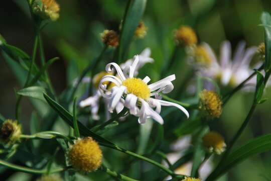 Boltonia asteroides (L.) L'Hér. resmi