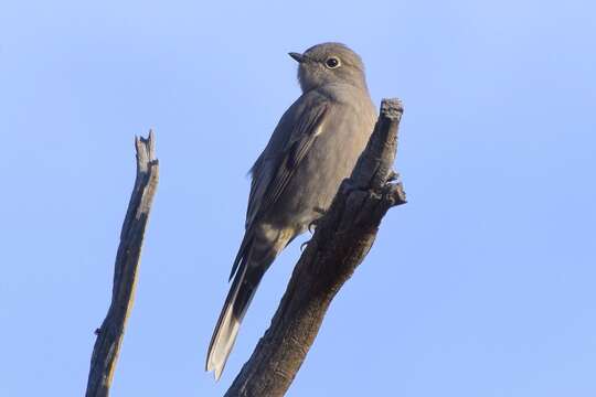 Image of Townsend's Solitaire