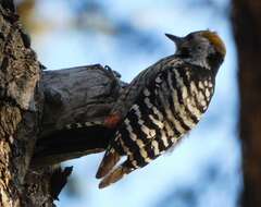 Image of Brown-fronted Woodpecker