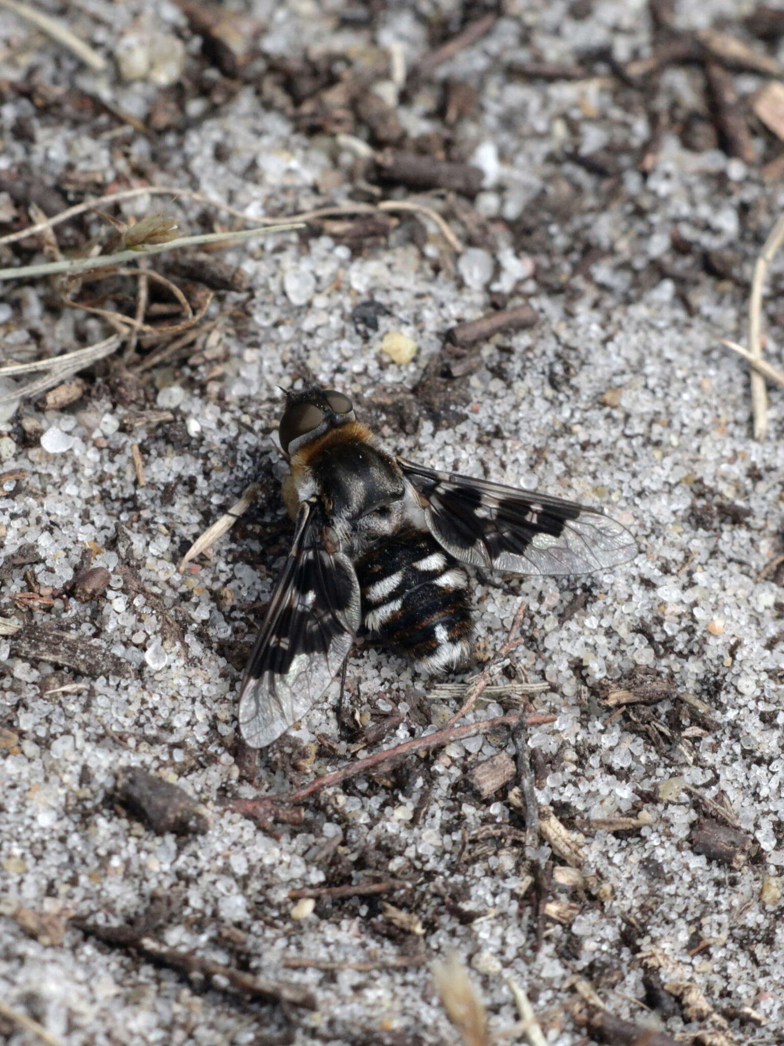 Image of Mottled bee-fly