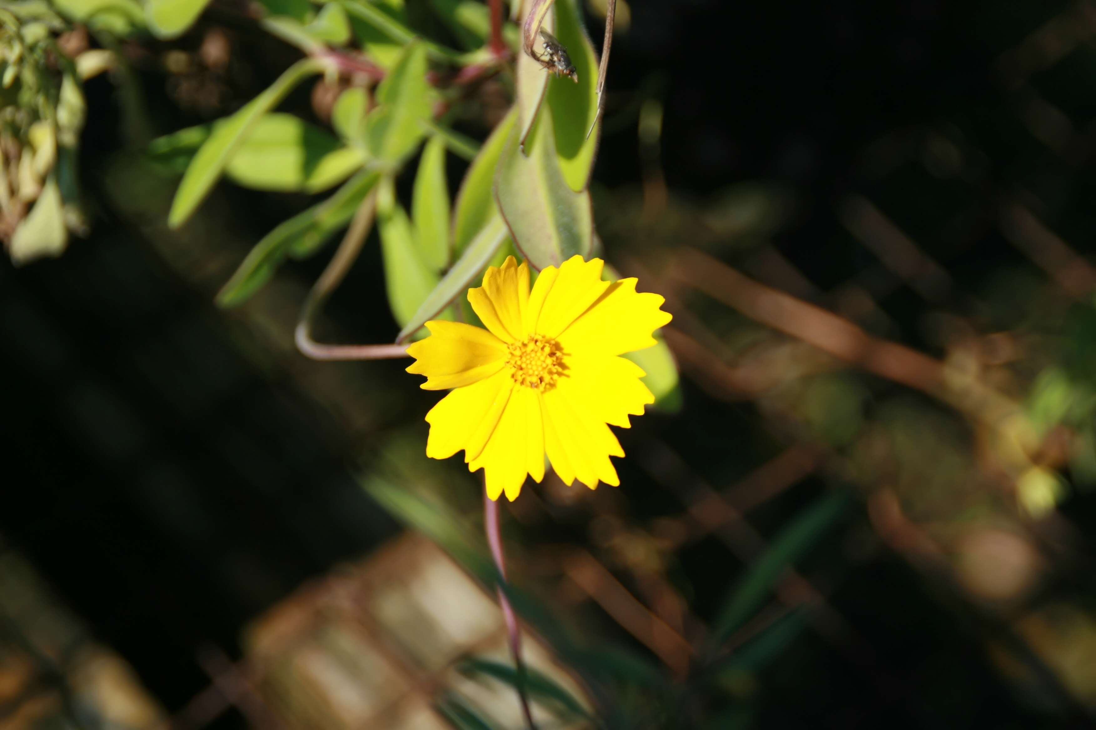 صورة Coreopsis pubescens Ell.