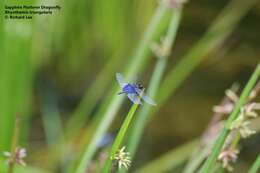 Image of Rhyothemis triangularis Kirby 1889