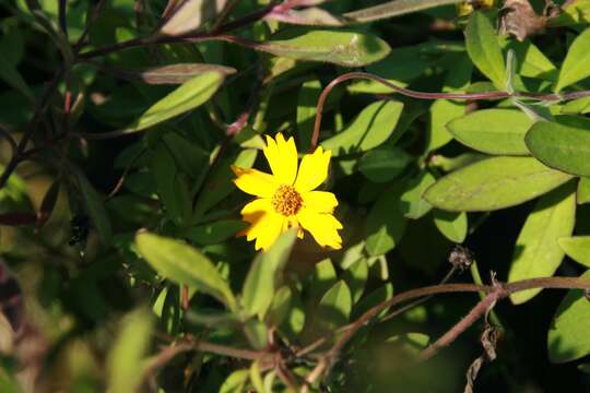 صورة Coreopsis pubescens Ell.